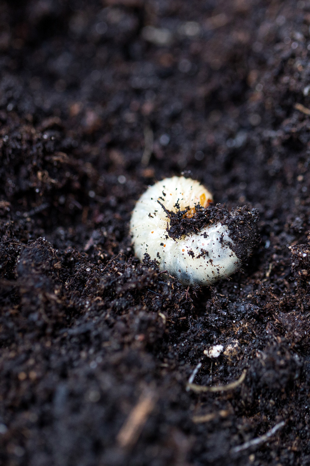 Engerlinge unterscheiden Nützling oder Schädling?
